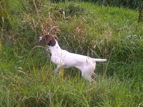 Publication : Santorin Auteur : Daisy