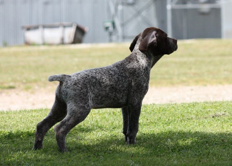 Publication : Santorin Auteur : JF