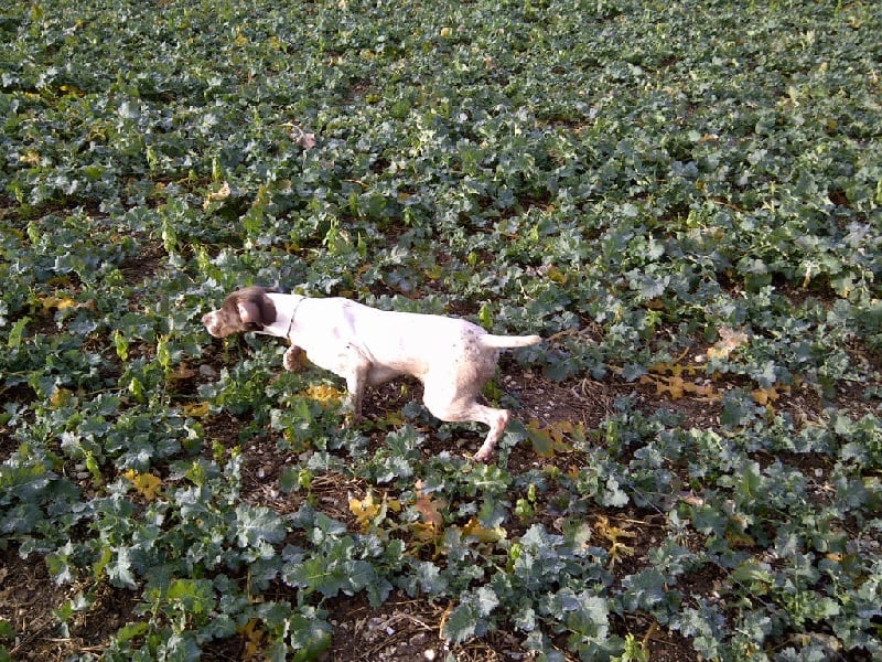 Publication : Santorin Auteur : Daisy