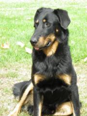 Publication : Santorin Auteur : N Denyer