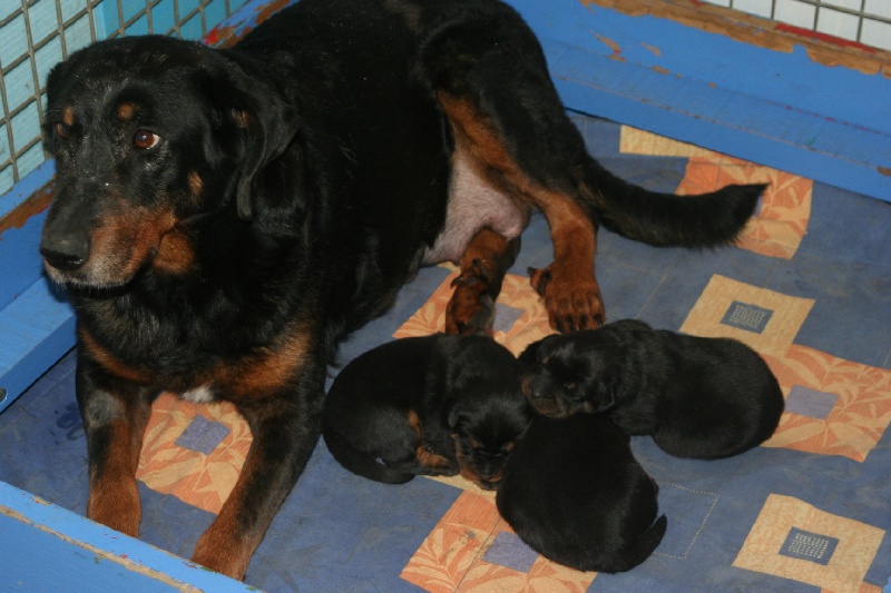 Publication : Santorin Auteur : N D