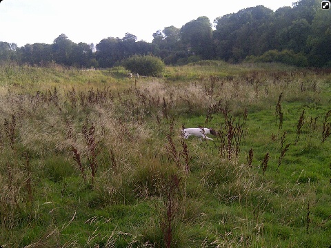 Publication : Santorin Auteur : Daisy