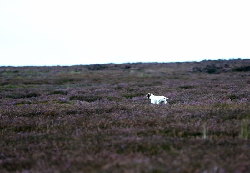 Publication : Santorin Auteur : Daisy