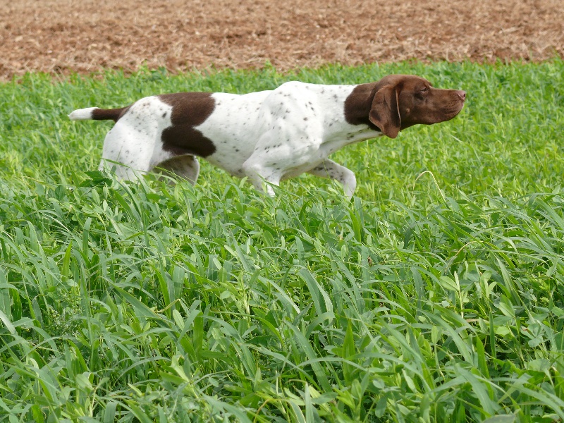 Publication : Santorin Auteur : Daisy