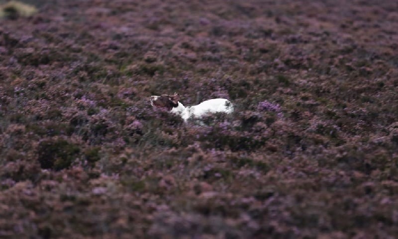 Publication : Santorin Auteur : Daisy