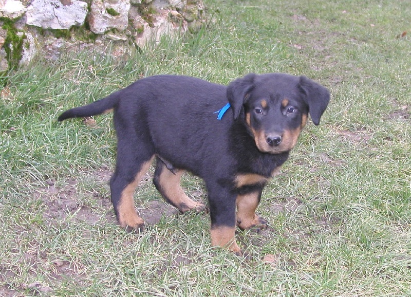 Publication : Santorin Auteur : N Denyer