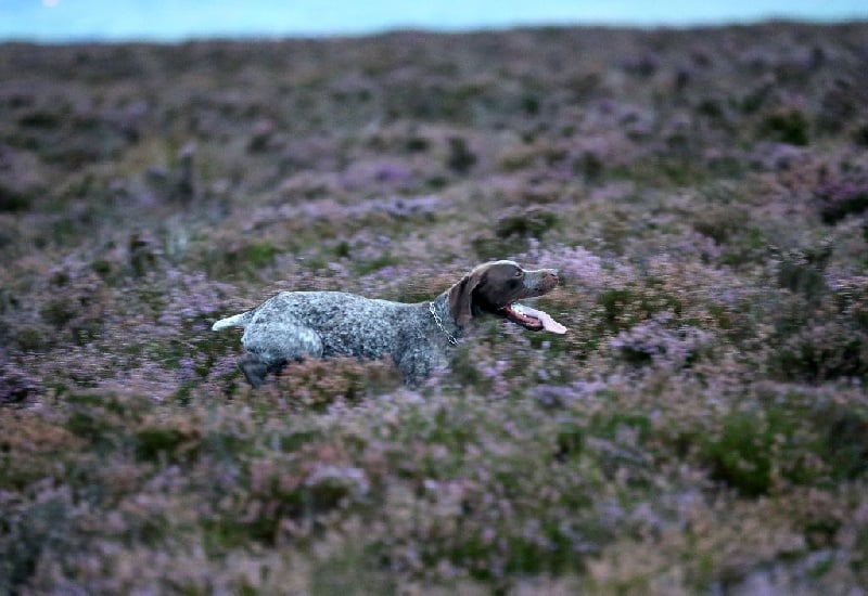 Publication : Santorin Auteur : JF