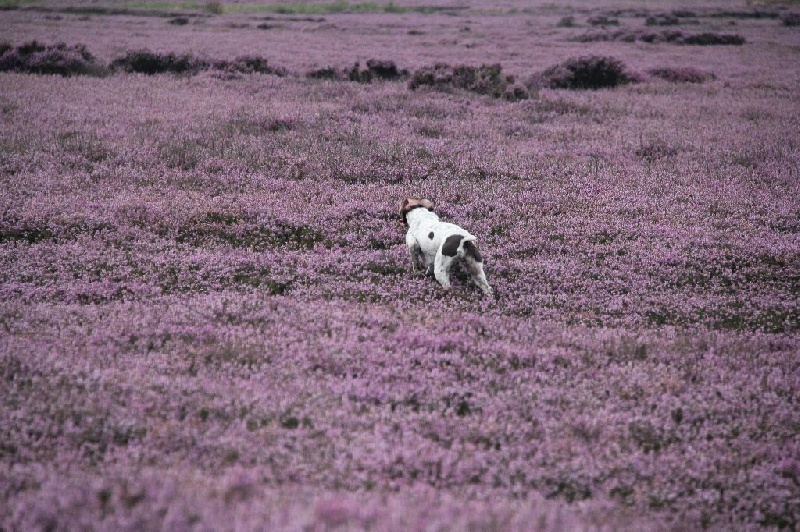 Publication : Santorin Auteur : JF