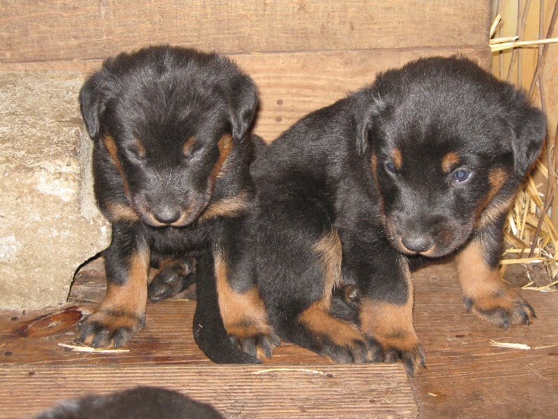 Publication : Santorin Auteur : LFC