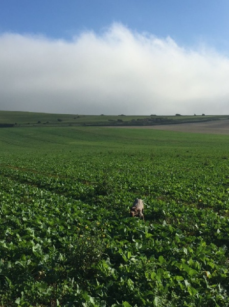 Publication : Santorin Auteur : JF