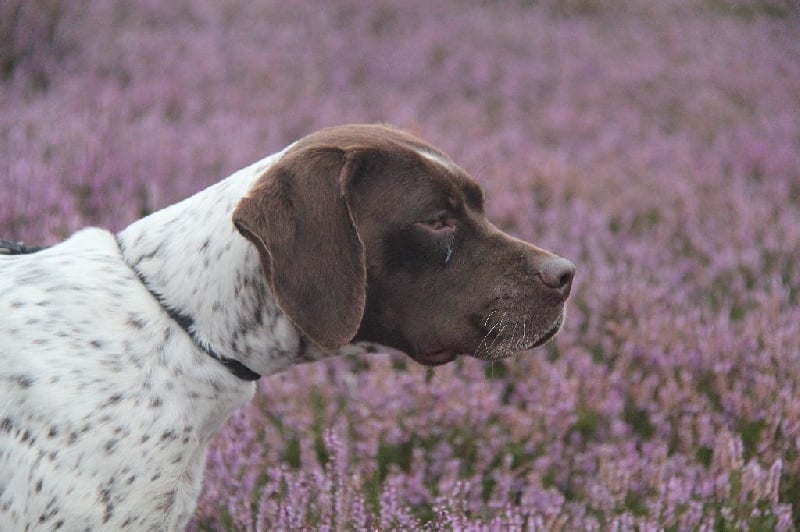 Publication : Santorin Auteur : JF