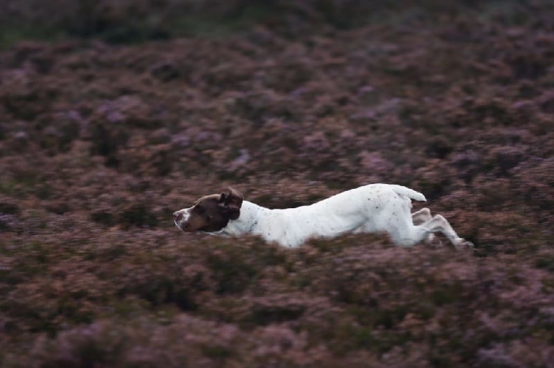 Publication : Santorin Auteur : Daisy