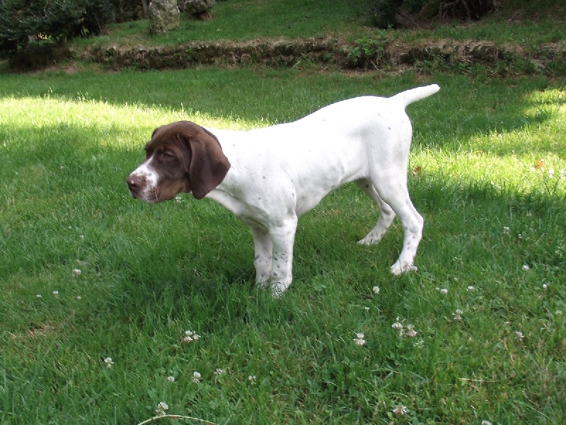 Publication : Santorin Auteur : Daisy