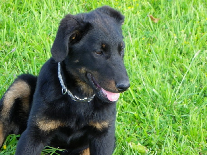 Publication : Santorin Auteur : N D