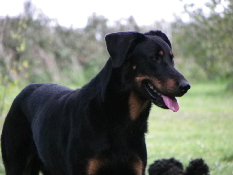 Publication : Santorin Auteur : N Denyer