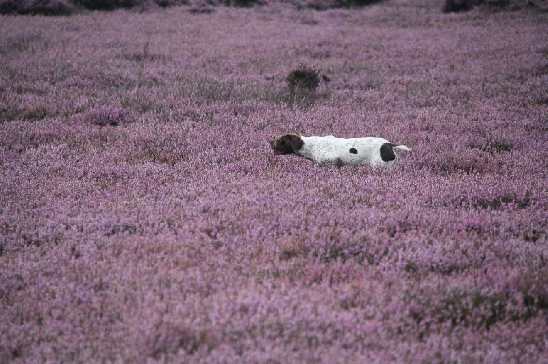 Publication : Santorin Auteur : JF