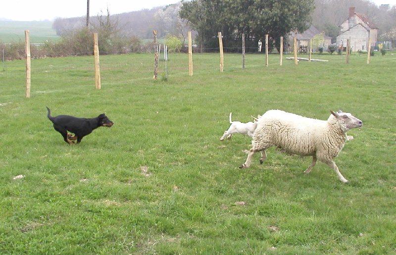 Publication : Santorin Auteur : N Denyer