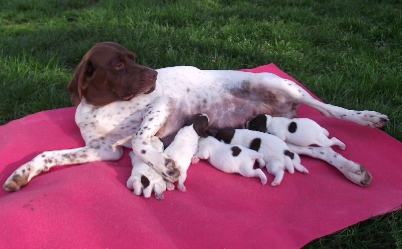 Publication : Santorin Auteur : Daisy