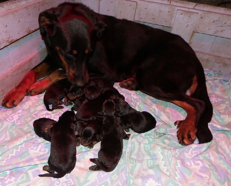 Publication : Santorin Auteur : LFC