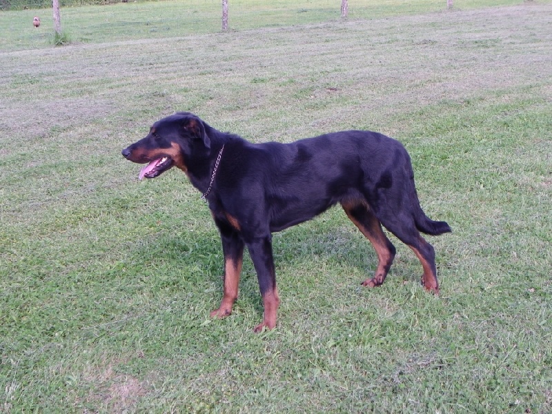 Publication : Santorin Auteur : LFC