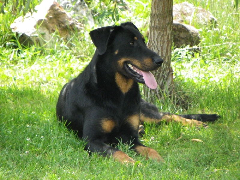 Publication : Santorin Auteur : N Denyer