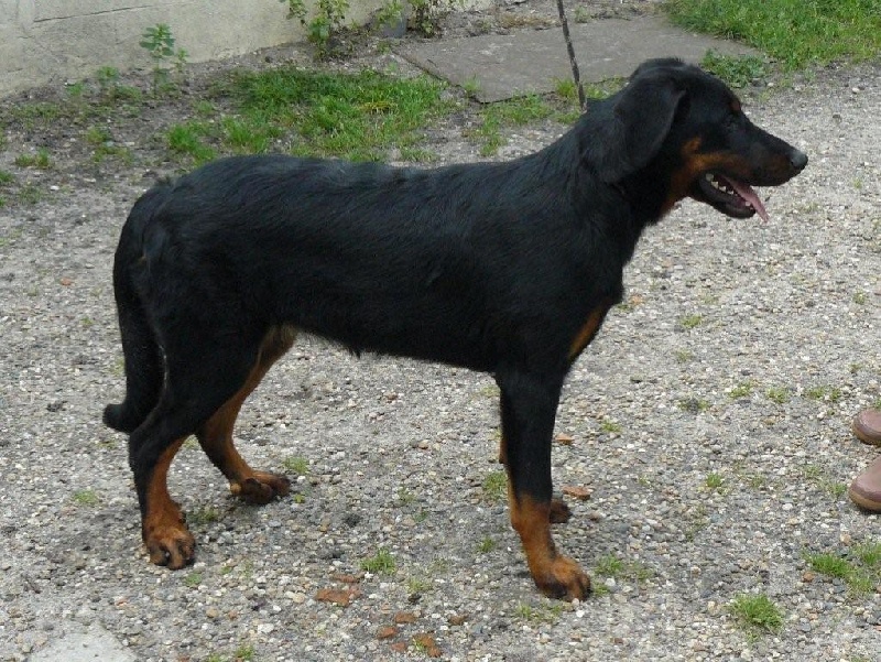 Publication : Santorin Auteur : LFC