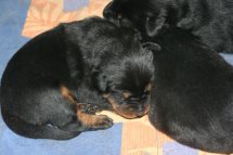 Publication : Santorin Auteur : N D