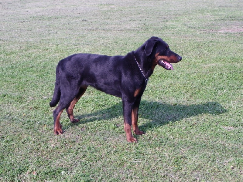 Publication : Santorin Auteur : LFC