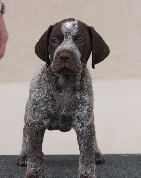 Publication : Santorin Auteur : JF