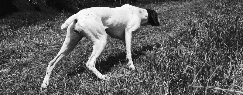 TR. CH. Indra de La Balingue - 1ere EXC CACS MEILLEUR DE RACE DE SEXE OPPOSE