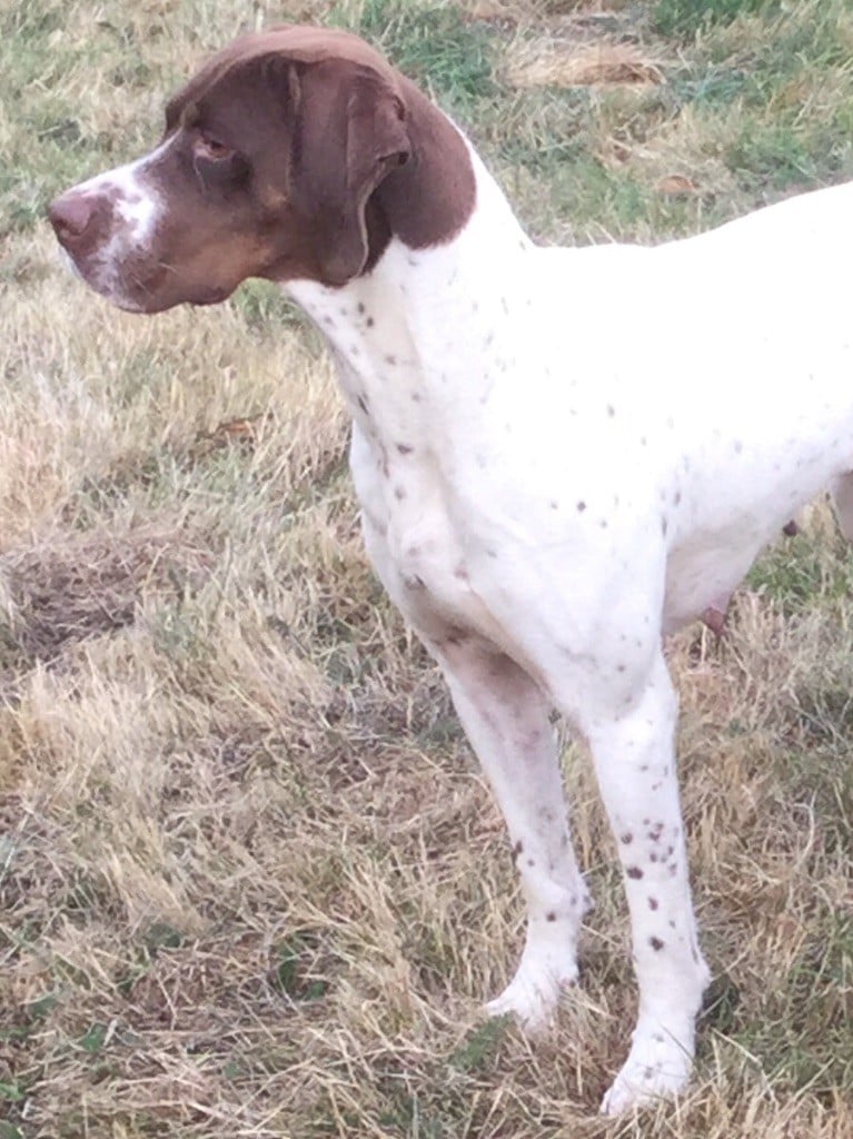 TR. CH. Indra de La Balingue - EXCELLENT Classe Travail