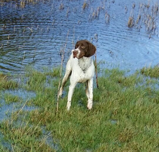 TR. CH. Indra de La Balingue - 2eme EXC.