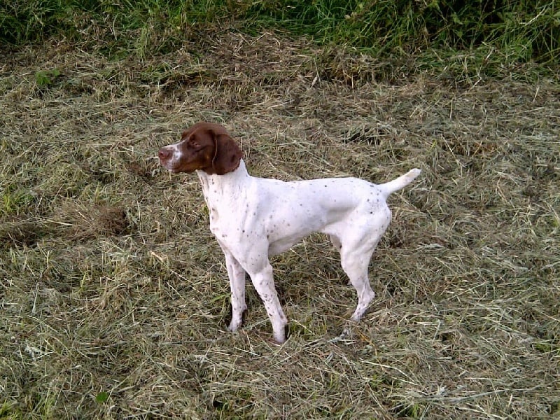 TR. CH. Indra de La Balingue - TAN