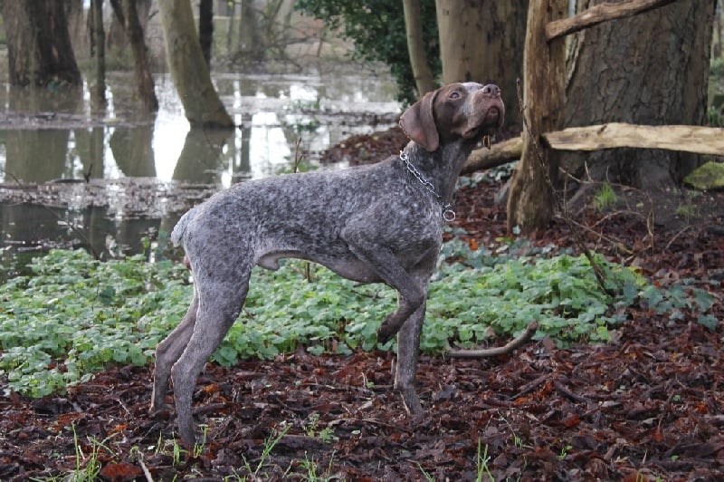 Joris dit jam De Galeaven - 1er EXC RCACS