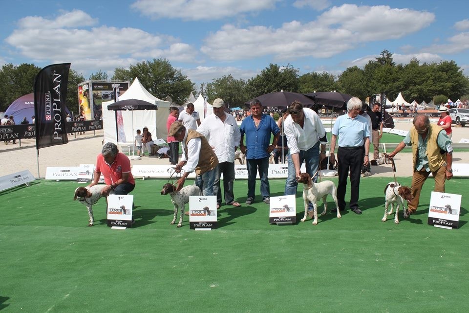 TR. CH. Indra de La Balingue - 3eme EXC Classe Travail