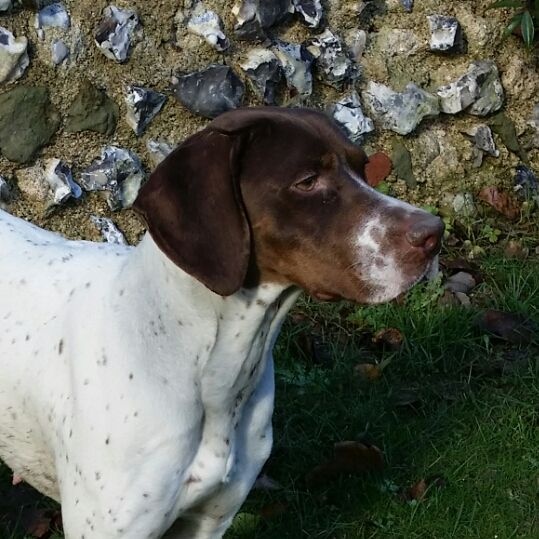 TR. CH. Indra de La Balingue - 1er EXC CACS ... et MEILLEUR DE RACE