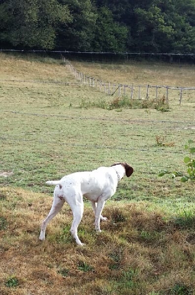 TR. CH. Indra de La Balingue - 1ere EXC. CAC Meilleur de Race