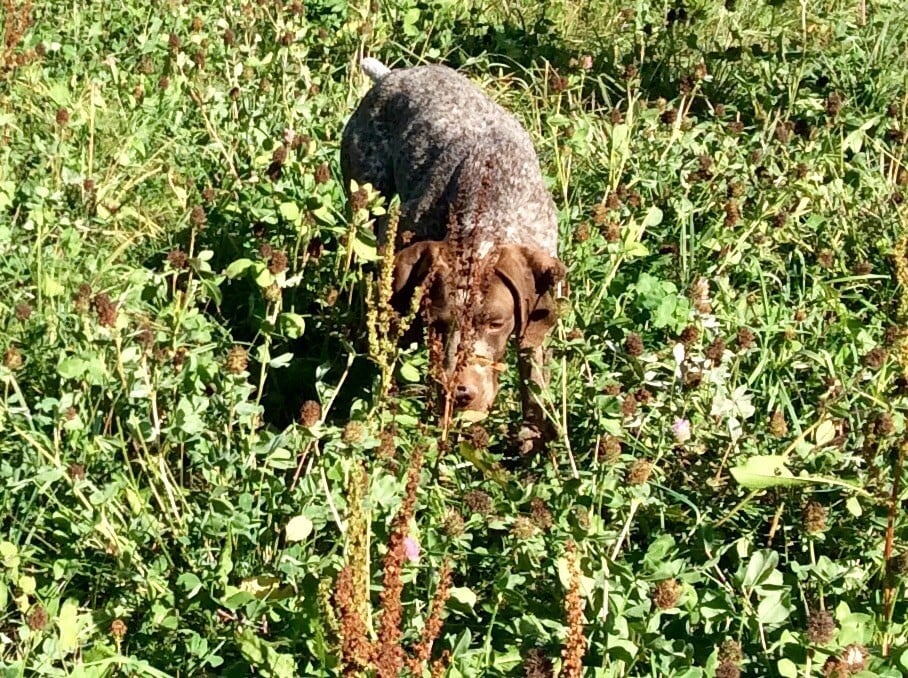 Joris dit jam De Galeaven - 3eme EXCELLENT Spéciale de Race