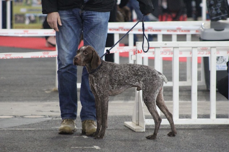 Joris dit jam De Galeaven - 1er EXC RCAC et RCACIB. Classe I M.