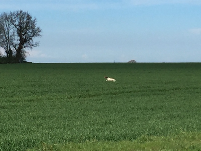 TR. CH. Indra de La Balingue - 3eme EXC.