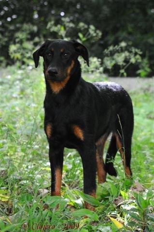 Douchka de Champreval - 1 er EXC meilleure jeune femelle