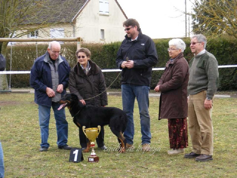 Earl de la Grange Colombe - 1 er EXC MEILLEUR CHIEN DE LA JOURNEE