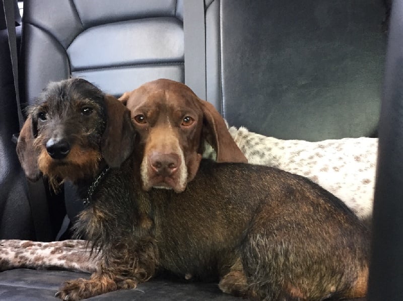 Gessy de La Balingue - EXCELLENT