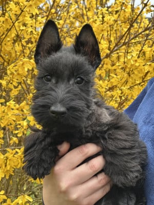 Les chiots de Scottish Terrier