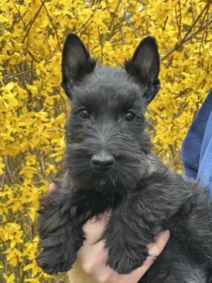 Les chiots de Scottish Terrier
