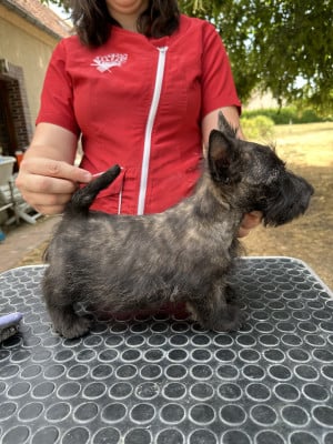 Les chiots de Scottish Terrier
