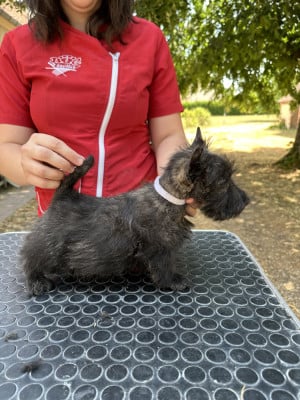 Les chiots de Scottish Terrier