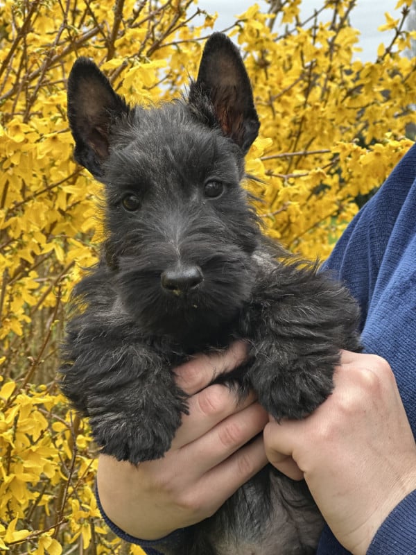 Scottish Terrier - Of Itty's Cottage