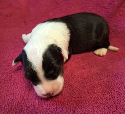 Les chiots de Bobtail