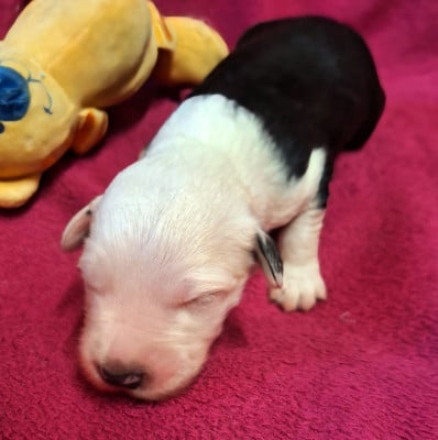 Les chiots de Bobtail